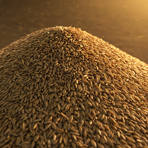 High quality oat seed cat - seed,
