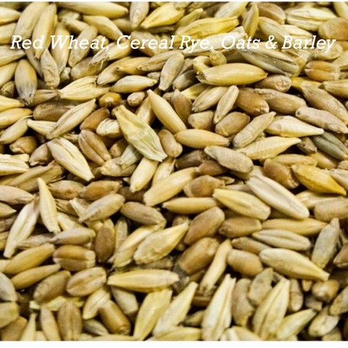 Cat grass mix red wheat - cat,