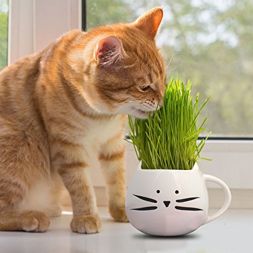 Cat grass seeds heirloom - cat, |
