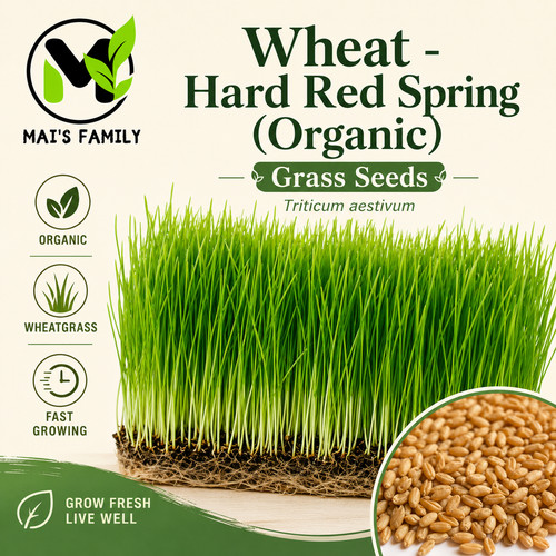 Organic wheatgrass seeds - wheatgrass,