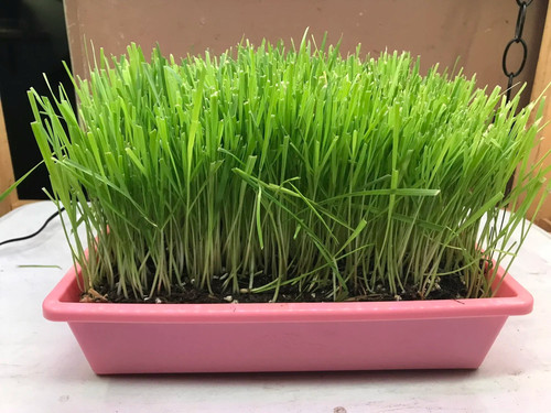 Cat grass garden - cat,
