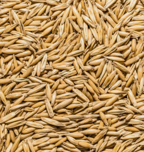 Cat grass oat seeds lb - seeds, 1