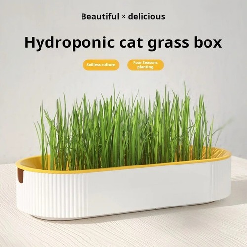 Cat grass planting - cat, growing