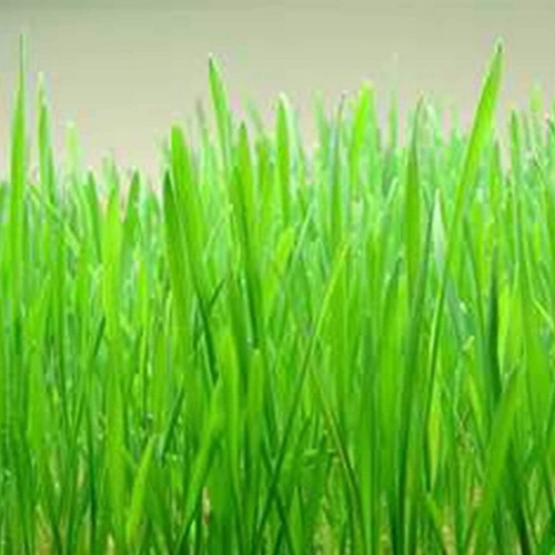 Cat grass red - cat, grass/red