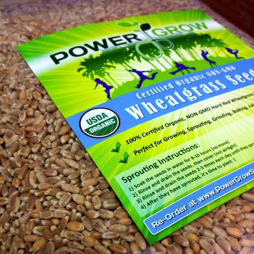 Wheat grass cat - wheat, seeds