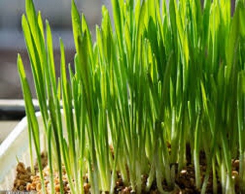 Lbs winter wheat seed - 5,