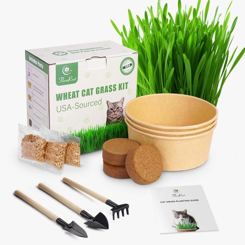 Clearance wheat cat - wheat, grass