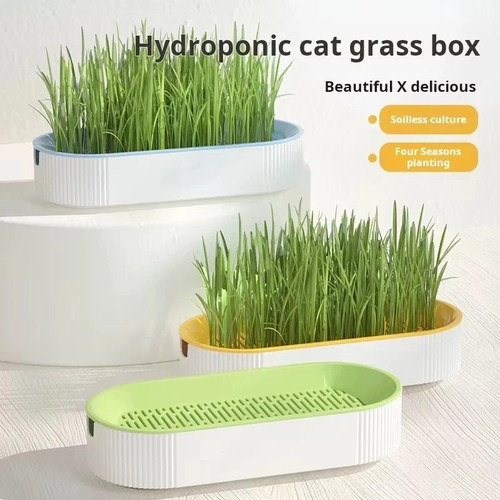 Cat grass planting box - cat,