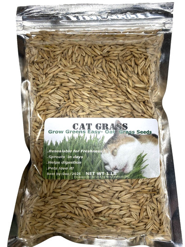 Cat grass oat seeds - grass,