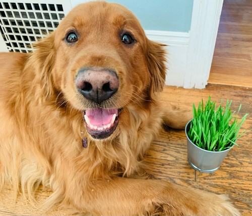 Seller 2oz dog cat grass - us,