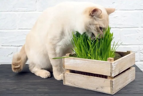 Cat grass seeds - grass,