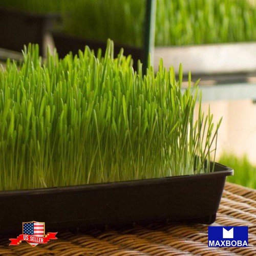 Cat grass seeds wheatgrass - cat,